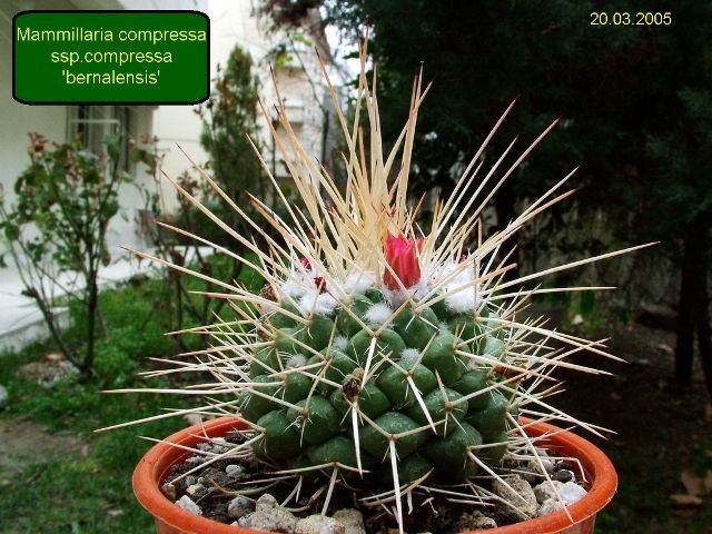 Mammillaria _compressa s_sp.compressa _'bernalensis' _01